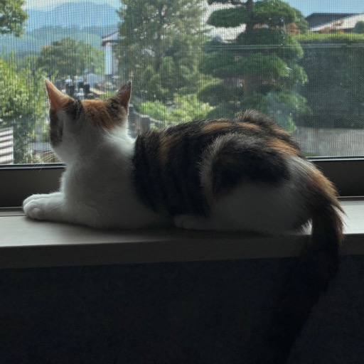 shirasu