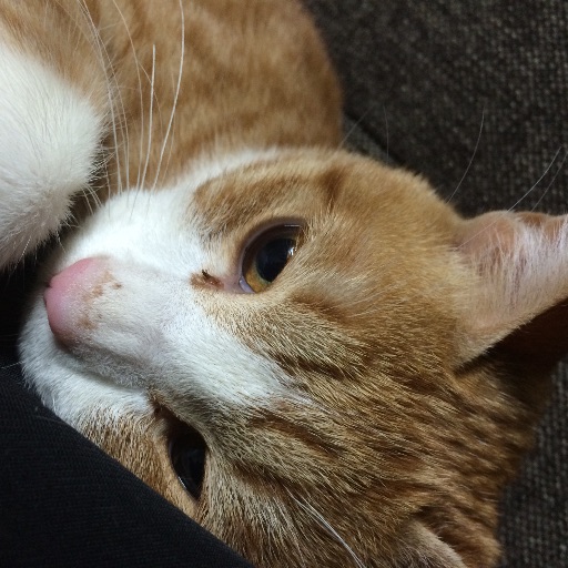 猫のナッツ