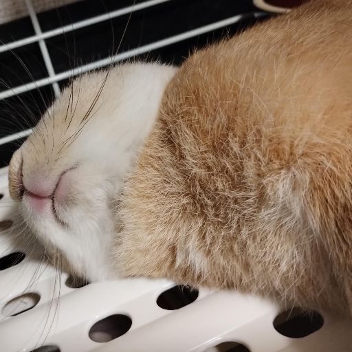 ウサギノコフ