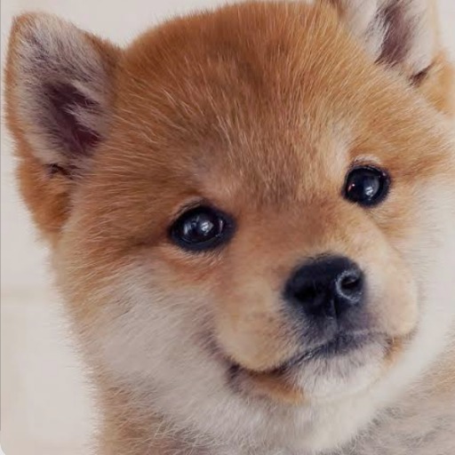 ムク