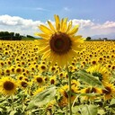 sunflower(´ω｀)さんのプロフィール画像