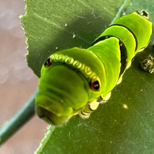 みの虫