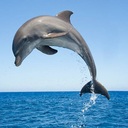 dolphinさんのプロフィール画像