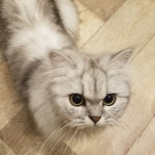 Yahoo!オークション - R22 伊原六花さん 写真集 直筆サイン入り 特典ポ