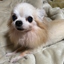 リサイクルショップちわわ屋 高知さんのプロフィール画像