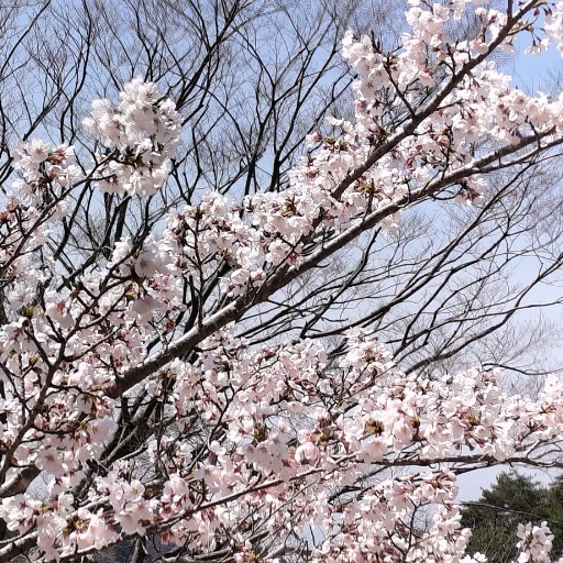 ナギサ