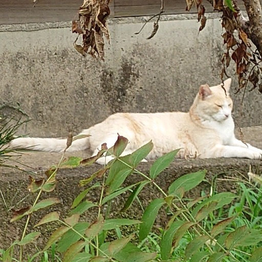 通りすがり