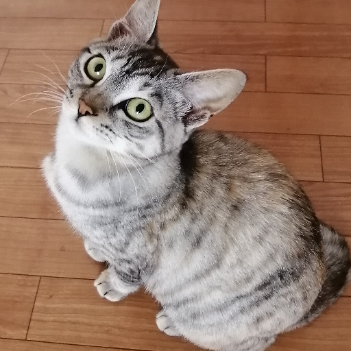 さばとら
