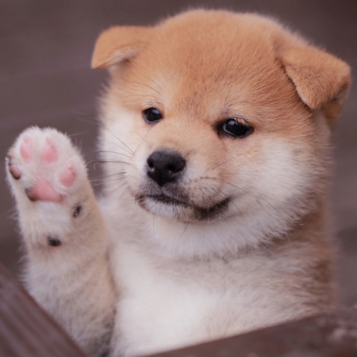 こうやどうふ