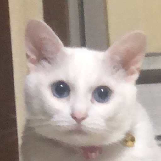 みぃちゃん