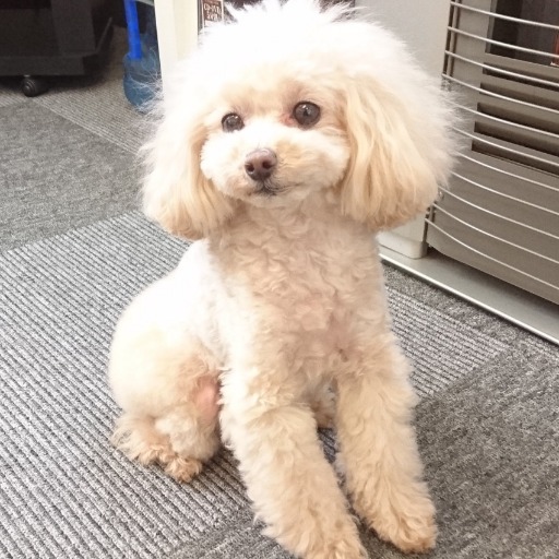 いし