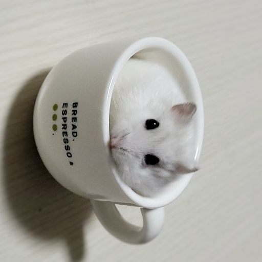 さがさ