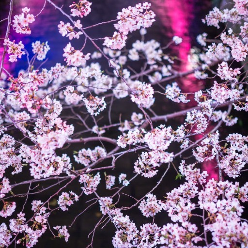 夜桜