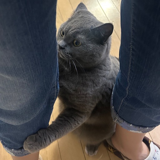 ポコ