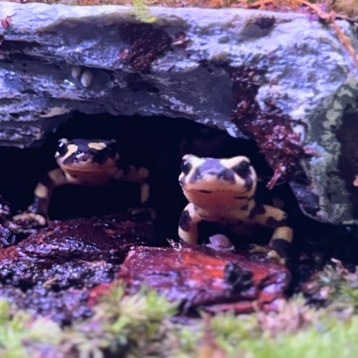 新品・未開封】BUCATSTATE ハムスター 小動物 爬虫類 ケージ 80cm