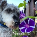 Pecopoさんのプロフィール画像