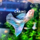 Carino.aquariumさんのプロフィール画像