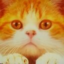 猫隅田さんのプロフィール画像
