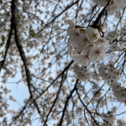 とぅるー