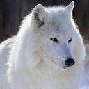白狼さんのプロフィール画像