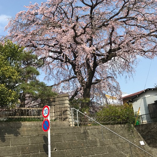 みどぽん