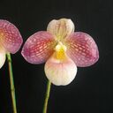 Orchid Factoryさんのプロフィール画像