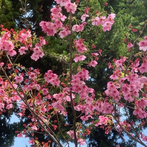 ふわり