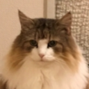 ネコさんのプロフィール画像