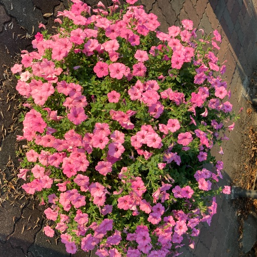 aug8