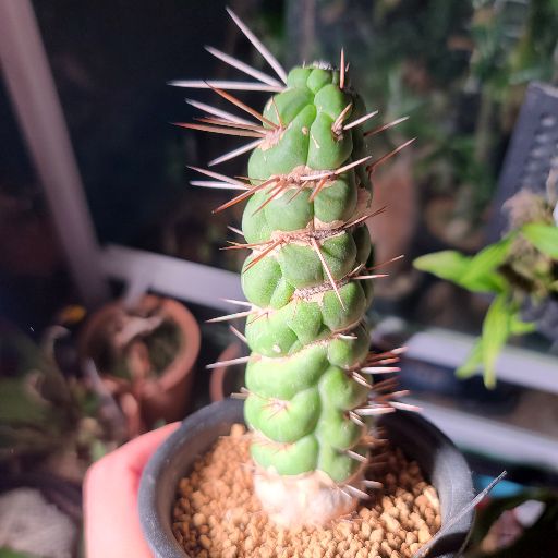 山田ゴマ② 万年青｜Yahoo!フリマ（旧PayPayフリマ）