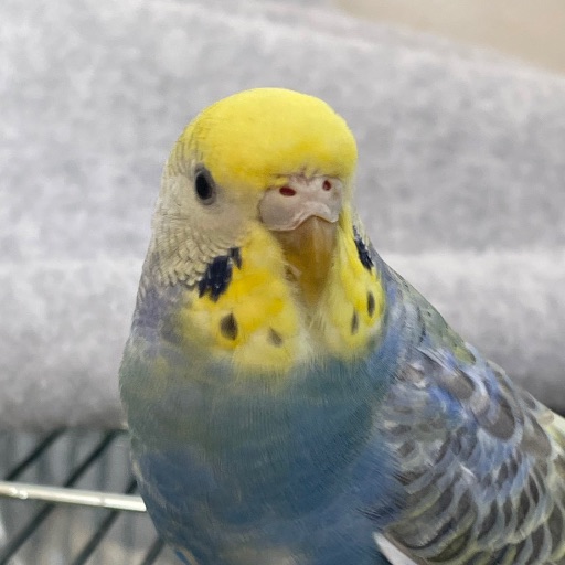 PIPO