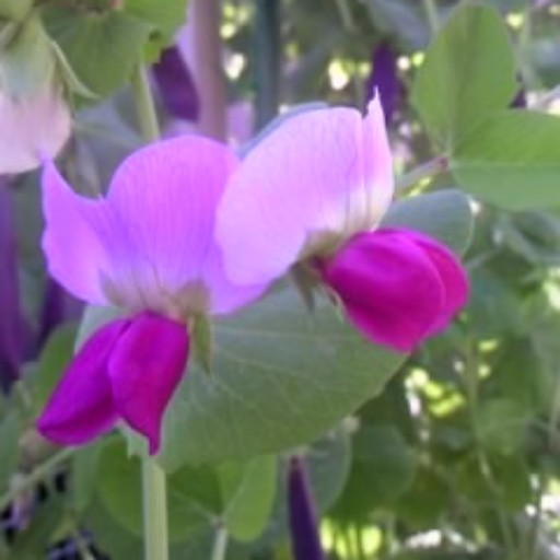 ローガンベリー LY654の芽がではじめた抜き苗 1苗｜Yahoo!フリマ（旧