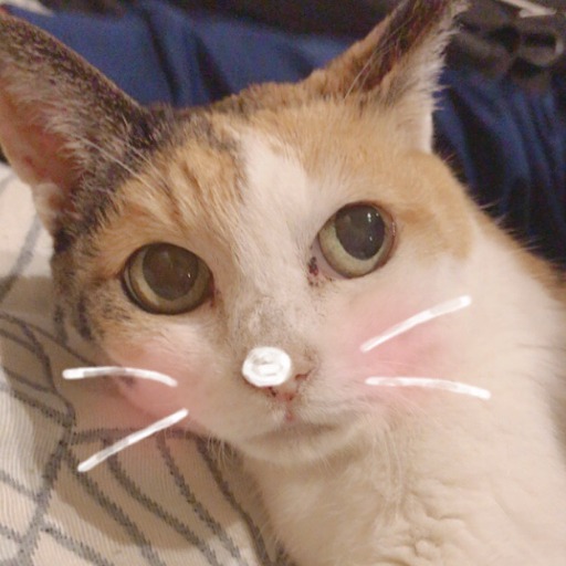 Tomo