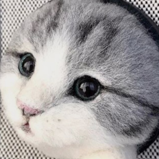 ちの