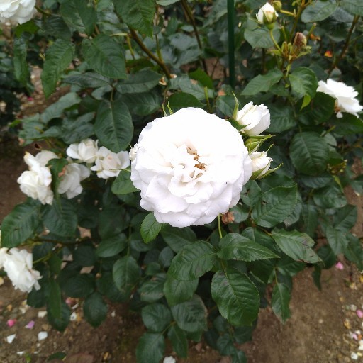 FRZK4hgbzYjKKZPxCWDVMNJWBfRJK