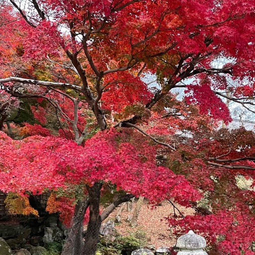 花さん