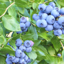 blueberryさんのプロフィール画像