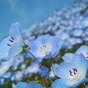 アリスまま花さんのプロフィール画像