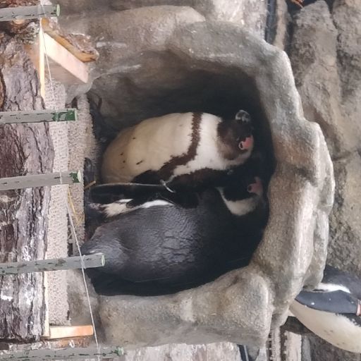 ちゃちゃ