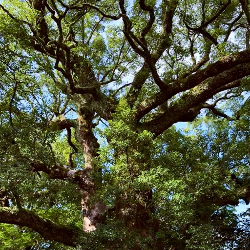 Laselie