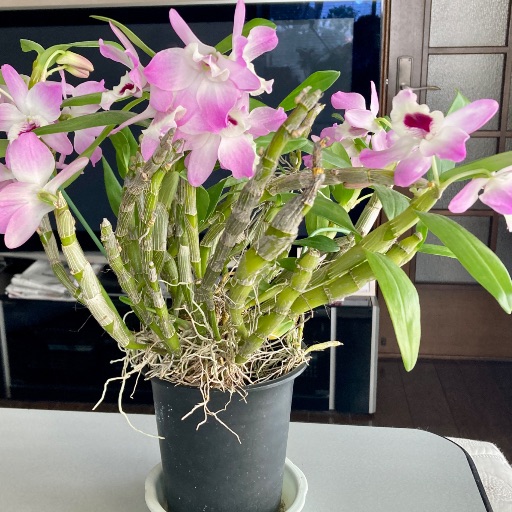 ヨネザワのイシコ杭打ち機 400B 杭打機｜Yahoo!フリマ（旧PayPayフリマ）