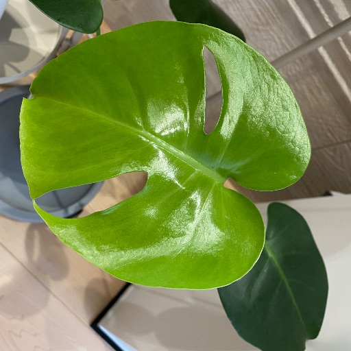 ひー