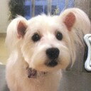 mifuさんのプロフィール画像