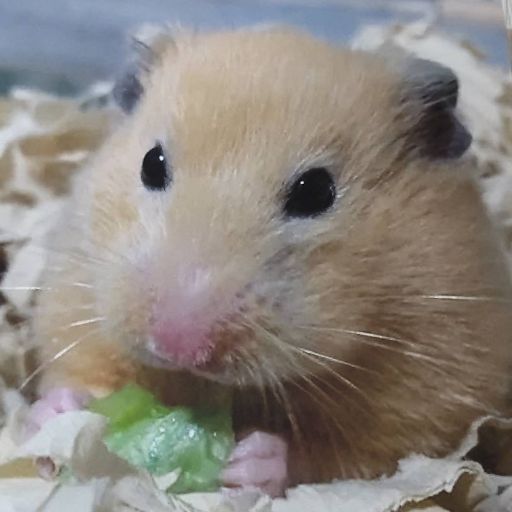 モグたろう