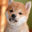fuu********さんのプロフィール画像