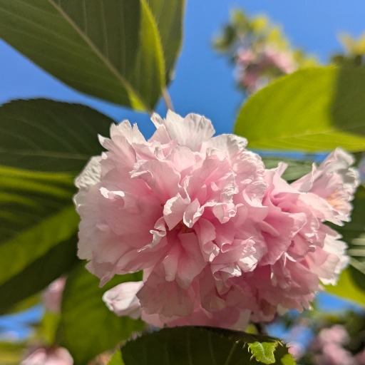 sakura