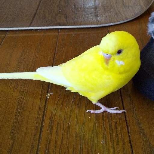 ヒコママ