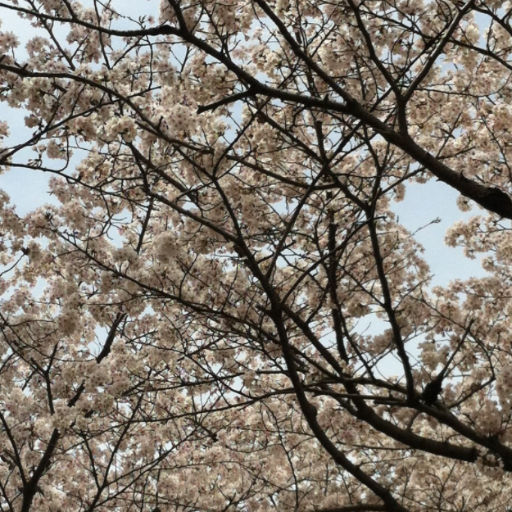 さくら
