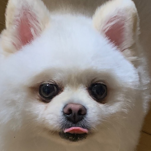 ちょこモチ