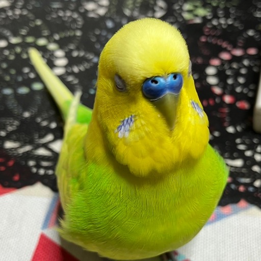 Haruchan
